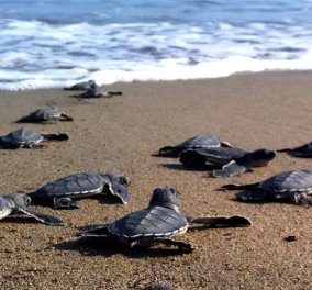 Good News: Τα πρώτα χελωνάκια έσκασαν μύτη στην παραλία της Ζακύνθου
