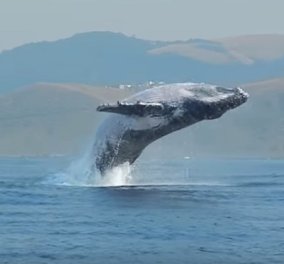 Ζυγίζει 40 τόνους & "πετάει" ολόκληρη έξω από το νερό: Η φάλαινα γίγας και το θεαματικό της βίντεο 