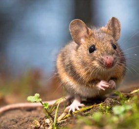 Εγκεφαλικός διακόπτης μετατρέπει δειλά ποντίκια σε γενναία κυρίαρχα αρσενικά -  Πως το πέτυχαν Κινέζοι επιστήμονες