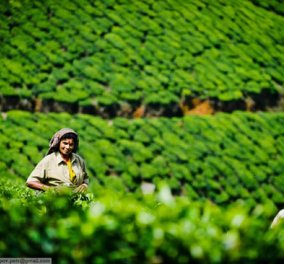  Oι Ινδές παρθένες που συλλέγουν άνθη για το καλύτερο τσάι στον κόσμο (ΦΩΤΟ)