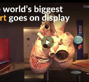 1,5 μέτρα επί 1,2 μέτρα & βάρος 181 κιλά: Η μεγαλύτερη καρδιά στον κόσμο ανήκει σε φάλαινα! (BINTEO)