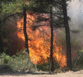 Τρίτη μέρα συνεχίζεται η μάχη στα μέτωπα της φωτιάς: Προς την εθνική οδό η πυρκαγιά - Εκκένωση του χωριού Περιστέρι στην Ηλεία