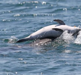 Συγκινητικό βίντεο με το δελφίνι να κουβαλάει το νεκρό μωρό του στον Αμβρακικό κόλπο