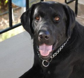 «Συνταξιοδοτήθηκε» ο αστυνομικός σκύλος Blanco - To συγκινητικό μήνυμα της ΕΛΑΣ για τις πολύτιμες υπηρεσίες του 