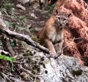  Ανέμελοι φυσιολάτρες ήρθαν πρόσωπο με πρόσωπο με ένα τεράστιο άγριο λιοντάρι των βουνών - Cougar!!!! (βίντεο)