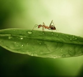 Τέλος τα μυρμήγκια στο σπίτι: Εξαφανίστε τα με τον πιο φυσικό τρόπο