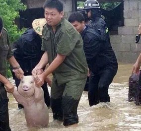 Χαμογελούν και τα γουρούνια όταν είναι ευχαριστημένα:  Όπως αυτό που διασώθηκε στις πλημμύρες 