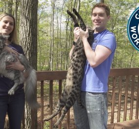 Το ζευγάρι που έχει στο σπίτι του δυο γάτες που κατέχουν ρεκόρ Γκίνες - Με την μακρύτερη ουρά αλλά και την πιο ψηλή (ΦΩΤΟ-ΒΙΝΤΕΟ)