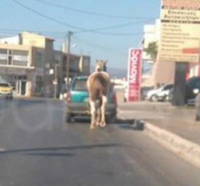 Χανιά: ο οδηγός έδεσε το άλογο του στον κοτσαδόρο του αυτοκινήτου και βγήκε βόλτα στον δρόμο – φωτό