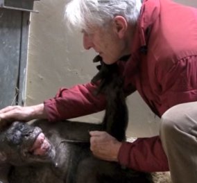 Βίντεο: Ετοιμοθάνατος χιμπατζής χαίρεται βλέποντας έναν παλιό του φίλο