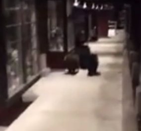 Βίντεο: Η στιγμή που ο Σερίφης κυνηγάει αρκούδες σε κεντρικό δρόμο στην Καλιφόρνια 