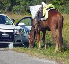 53χρονη συνελήφθη επειδή «οδηγούσε» μεθυσμένη ένα... άλογο! 