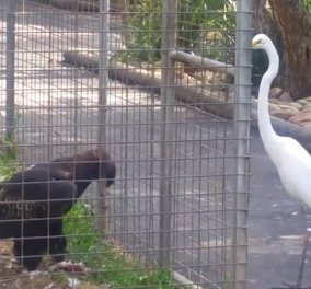 Βίντεο: Η παγίδα-δόλωμα του αετού για να πιάσει ένα πουλί