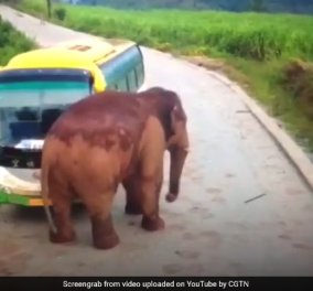 Τσαντίστηκε ο ελέφαντας και έσπασε το παρμπρίζ  λεωφορείου και φορτηγού στην Κίνα (ΒΙΝΤΕΟ)