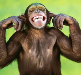 Εξωφρενικό μα... συνέβη στην Κίνα! Αντί για κόκκινο φανάρι, γυναίκα είδε τα οπίσθια μαϊμούς και σταμάτησε προκαλώντας ατύχημα (ΦΩΤΟ)