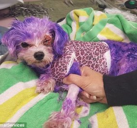 Πόσο ακραίο !!! Η σκυλίτσα έφτασε στον θάνατο γιατί το αφεντικό έβαψε μωβ τα μαλάκια της (ΦΩΤΟ)