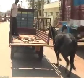 Το πιο συγκινητικό βίντεο της ημέρας: Αγελάδα τρέχει πίσω από το τραυματισμένο μικρό της που πηγαίνει στο νοσοκομείο  
