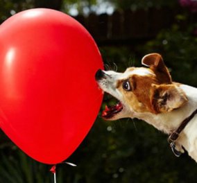 Smile βίντεο: Απίστευτος σκυλάκος με full ενέργεια σκάει 100 μπαλόνια σε 39 δευτερόλεπτα!