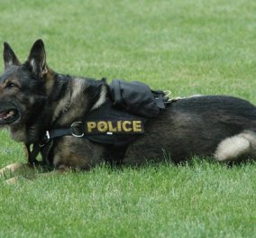 Απρόσμενη εξέλιξη σε επέμβαση των Αρχών - Καταζητούμενος από το Νιού Χάμσαϊρ... δάγκωσε σκύλο της αστυνομίας!