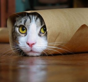 Απίθανα βίντεο: Παιχνίδι και χαρά είναι για τις γάτες αυτές οι χαρτοσακούλες- Ξεκαρδιστικά στιγμιότυπα! 