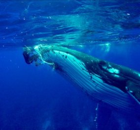Βίντεο: Όταν η υδροβιολόγος Nan διασώθηκε από τον αλτρουισμό & την ευαισθησία μίας φάλαινας