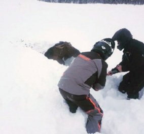 Απίθανο βίντεο με την διάσωση ενός ελαφιού στο Καναδά! Είχε θαφτεί μέσα στο χιόνι 