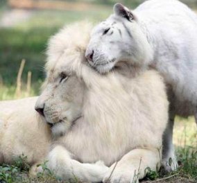 Απίστευτη κτηνωδία λαθροκυνηγών- Σκότωσαν και έφαγαν σπάνιο λευκό λιοντάρι