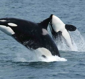 Απίστευτο βίντεο: Δύο «φάλαινες δολοφόνοι» περνούν δίπλα από παιδάκια που κολυμπούν στη Νέα Ζηλανδία! 