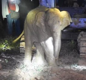 Βρήκαν μικρό ελεφαντάκι & του έσωσαν την ζωή σε πηγάδι βάθους τριών μέτρων (ΒΙΝΤΕΟ)