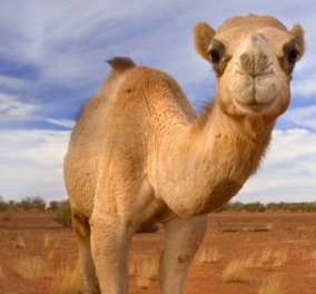 Camellicious: Μόλις κυκλοφόρησε το πρώτο βρεφικό γάλα καμήλας 