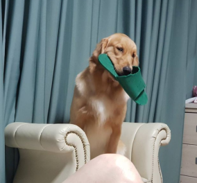 Viral βίντεο με αξιολάτρευτο σκυλάκι να παρακολουθεί ΝΒΑ- Απολαύστε το! 