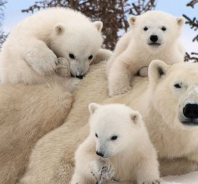 Νέα έρευνα:  Οι πολικές αρκούδες λιμοκτονούν- Το τέλος τους πλησιάζει... 