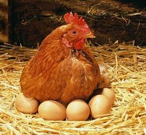 Παράξενο φαινόμενο στην Αργολίδα- Κότες γεννούν... πράσινα αβγά! (ΦΩΤΟ- ΒΙΝΤΕΟ)