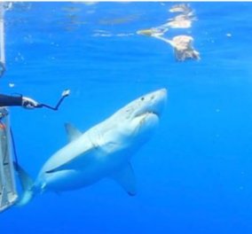 Απίστευτο! Καρχαρίας κόλλησε στο κλουβί και ο δύτης τον βοήθησε να φύγει (ΦΩΤΟ - ΒΙΝΤΕΟ) 