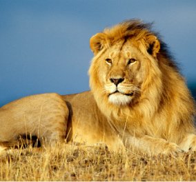 Λιοντάρι άρπαξε τον άνθρωπο που το φρόντιζε στο κλουβί του και τον σκότωσε (ΦΩΤΟ)