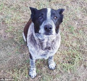 17χρονος κουφός & μερικώς τυφλός σκύλος έγινε "φύλακας άγγελος" για αγνοούμενο κορίτσι