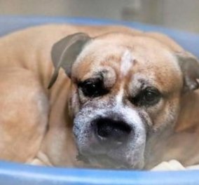 Ο σκύλος Τσίκο κατακρεούργησε τα αφεντικά του- 250.000 υπέγραψαν να μην θανατωθεί & να τον υιοθετήσουν