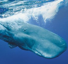 Απίστευτο! Τι βρήκαν στο στομάχι της φάλαινας που ξεβράστηκε στη Σαντορίνη