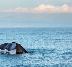 Ανησυχία για την Μεσόγειο- Πως μια πλαστική σακούλα από μαγαζί της Θεσσαλονίκης σκότωσε μία φάλαινα στη Μύκονο