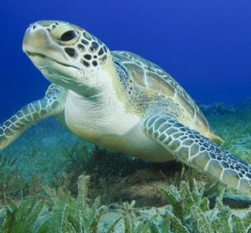 Αργολίδα: Είδαν τις χελώνες να κάνουν έρωτα μέσα στη θάλασσα & τις κατέγραψαν με το κινητό (ΒΙΝΤΕΟ)