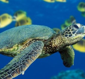 Καρέτα-καρέτα: Απειλείται η χελώνα που ζει στις ελληνικές θάλασσες πάνω από 100 εκατ. χρόνια