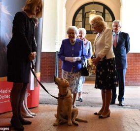 Η βασίλισσας Ελισάβετ ενθουσιασμένη παρακολουθεί επίδειξη σκύλων που μυρίζονται ασθένειες & σώζουν ζωές (ΦΩΤΟ - ΒΙΝΤΕΟ)  