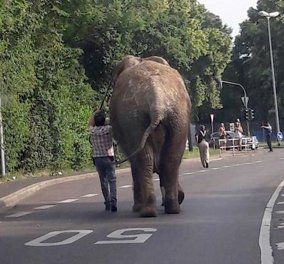 Βίντεο - Ο ελέφαντας το έσκασε από το τσίρκο πίρε τους δρόμους σε πόλη της... Γερμανίας 