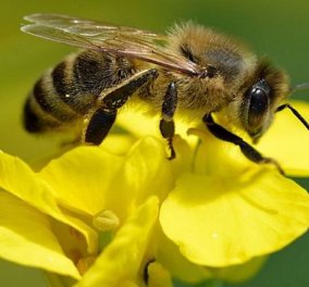 Περίεργο αλλά καταπληκτικό! Οι μέλισσες μπορούν να κατανοήσουν το μηδέν! 