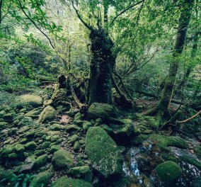 Shiratani Unsuikyo: Μέσα στο εντυπωσιακό αρχαίο δάσος της Ιαπωνίας- Πανέμορφα δέντρα ηλικίας χιλιάδων ετών (ΦΩΤΟ)