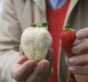 Έχετε δει άσπρες φράουλες; Υπάρχουν και κοστίζουν πολύ ακριβά (Φωτό & Βίντεο)