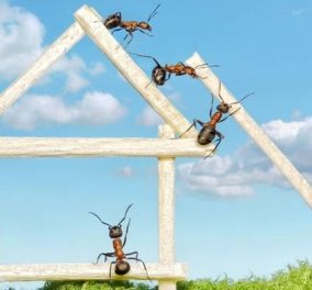 Δείτε τον πιο εύκολο τρόπο για να κρατήσετε τα μυρμήγκια μακριά από το σπίτι σας