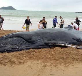 Ταϊλάνδη: Το πλαστικό σκότωσε μία ακόμη φάλαινα- Είχε καταπιεί 80 σακούλες! (ΒΙΝΤΕΟ)