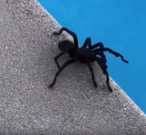 Διάσημη ηθοποιός βρήκε αυτή την αράχνη στην πισίνα της - Δείτε την αντίδρασή της (Βίντεο)
