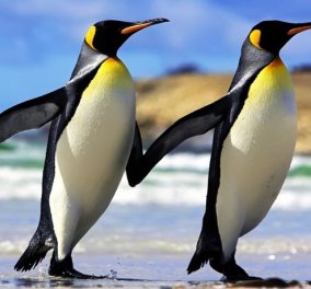 Σαν ερωτευμένοι πιγκουίνοι κυριολεκτικά - Δείτε τους πιασμένους «χέρι-χέρι» (Φώτο & Βίντεο)